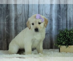 English Cream Golden Retriever Puppy for sale in FREDERICKSBG, OH, USA