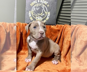 Medium American Bully