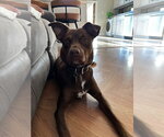 Small #11 Labrador Retriever Mix