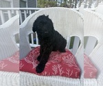 Puppy 3 Labradoodle