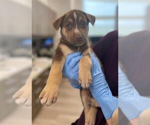 German Shepherd Dog-Huskies Mix Dogs for adoption in Baytown, TX, USA