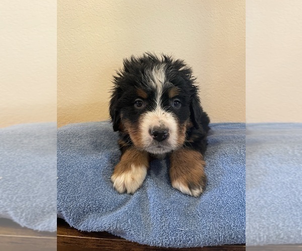 Medium Photo #5 Bernese Mountain Dog Puppy For Sale in FRANKTOWN, CO, USA