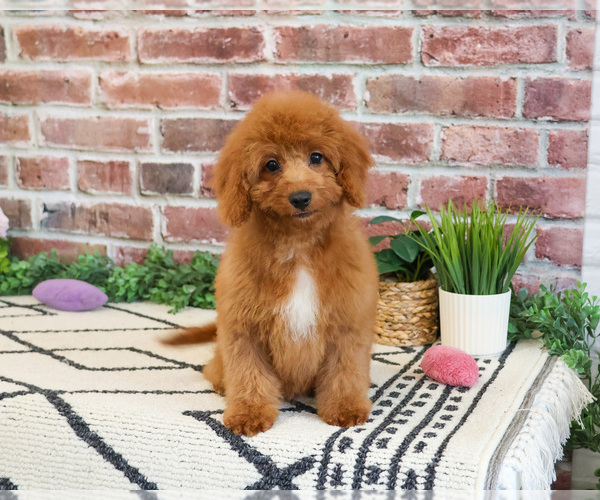 Medium Photo #3 Cavapoo (Miniature) Puppy For Sale in SYRACUSE, IN, USA