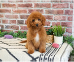 Small #2 Cavapoo (Miniature)