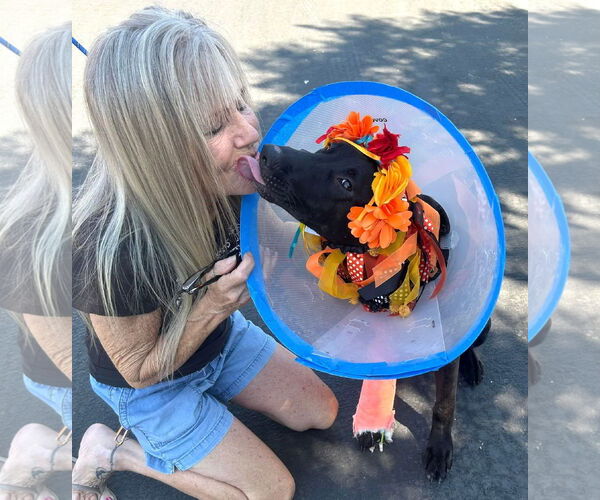 Medium Photo #3 Labrador Retriever-Unknown Mix Puppy For Sale in San Diego, CA, USA