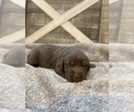 Small Photo #6 Labrador Retriever Puppy For Sale in CERES, CA, USA