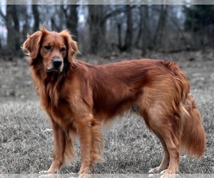 Father of the Golden Retriever puppies born on 06/20/2026