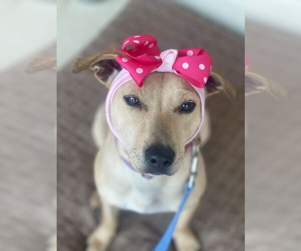 Medium Photo #5 Dachshund-Unknown Mix Puppy For Sale in Mount Laurel, NJ, USA