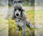 Small #1 Poodle (Toy)
