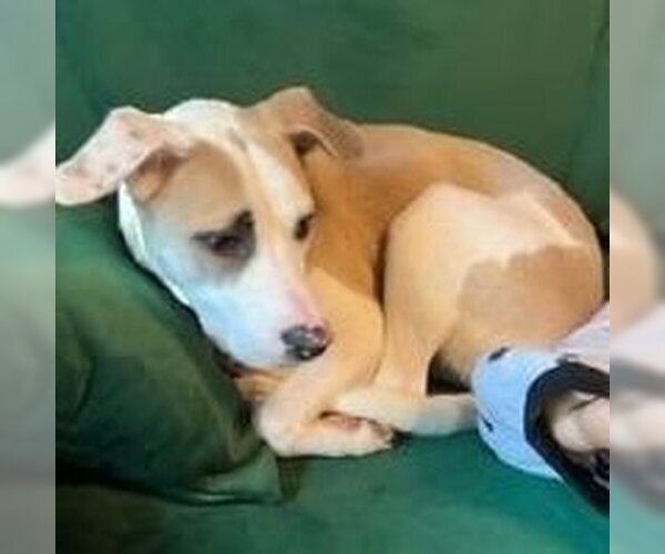 Medium Photo #3 Mutt Puppy For Sale in columbia, SC, USA
