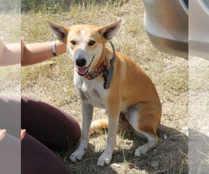 Medium Carolina Dog-German Shepherd Dog Mix