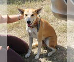 Small Carolina Dog-German Shepherd Dog Mix