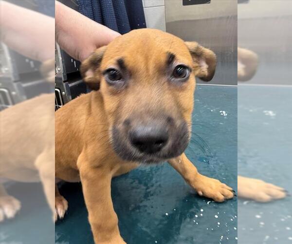 Medium Photo #1 Black Mouth Cur-Unknown Mix Puppy For Sale in Mobile, AL, USA