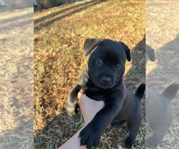 Medium Photo #18 Chinese Shar-Pei-Labrador Retriever Mix Puppy For Sale in Holly Springs, NC, USA