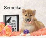 Puppy Semeika Shiba Inu