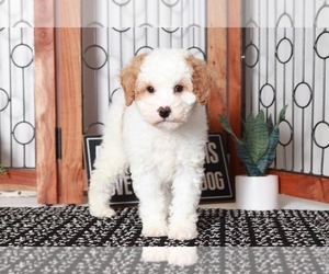 Cavapoo Puppy for sale in NAPLES, FL, USA