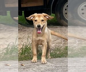 Black Mouth Cur-Unknown Mix Dogs for adoption in Rockaway, NJ, USA