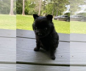 Pomeranian Puppy for sale in GLENCOE, AL, USA