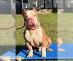 Small #4 American Staffordshire Terrier