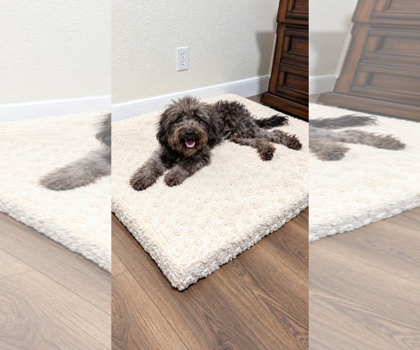 Medium Photo #3 Poodle (Miniature)-Unknown Mix Puppy For Sale in Corona, CA, USA