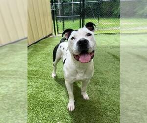 American Pit Bull Terrier Dogs for adoption in Charlotte, NC, USA