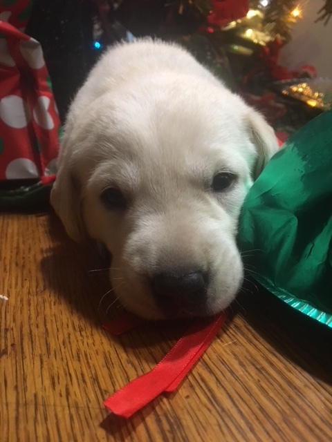 Medium Photo #2 Labrador Retriever Puppy For Sale in LINCOLN, TX, USA