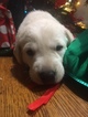Small Photo #2 Labrador Retriever Puppy For Sale in LINCOLN, TX, USA