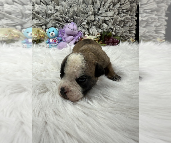 Medium Photo #14 Olde English Bulldogge Puppy For Sale in AUSTIN, TX, USA
