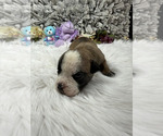 Small #13 Olde English Bulldogge