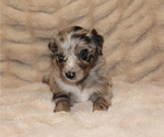 Small #1 Australian Retriever