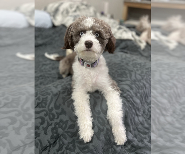 Medium Photo #1 Aussiedoodle Miniature  Puppy For Sale in ROCK HILL, SC, USA