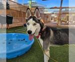 Small #1 Siberian Husky Mix
