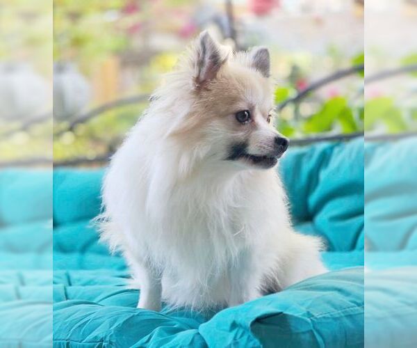Medium Photo #8 Pomeranian Puppy For Sale in Tustin, CA, USA