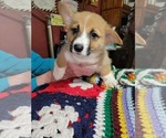 Puppy 1 Pembroke Welsh Corgi