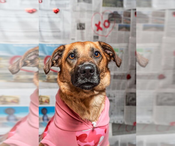 Medium Photo #7 Mutt Puppy For Sale in Mundelein, IL, USA