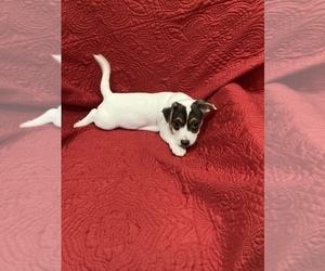 Jack Russell Terrier Puppy for sale in MANSFIELD, TX, USA