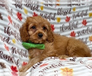Cavapoo Puppy for sale in LAKELAND, FL, USA