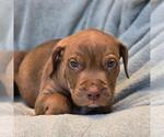 Small Labrador Retriever Mix