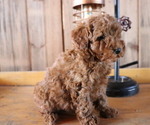 Small Photo #1 Poodle (Toy) Puppy For Sale in HONEY BROOK, PA, USA