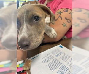 American Pit Bull Terrier-Unknown Mix Dogs for adoption in Temple, TX, USA