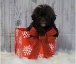 Small Photo #4 Poodle (Toy) Puppy For Sale in FREDERICKSBG, OH, USA