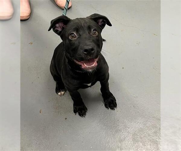 Medium Photo #1 Labrador Retriever-Unknown Mix Puppy For Sale in Peoria, IL, USA