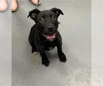 Small Labrador Retriever Mix