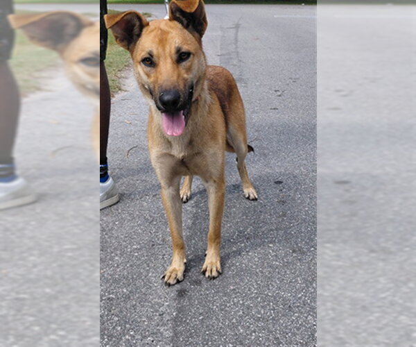 Medium Photo #1 German Shepherd Dog-Unknown Mix Puppy For Sale in St. Cloud, FL, USA