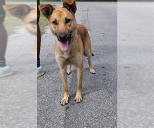 German Shepherd Dog-Unknown Mix Dogs for adoption in St. Cloud, FL, USA