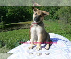 German Shepherd Dog Puppy for sale in PIEDMONT, MO, USA
