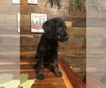 Small Photo #20 Labradoodle Puppy For Sale in ROBERTA, GA, USA