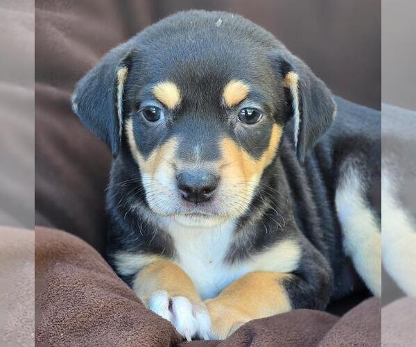 Medium Photo #1 Chihuahua-Unknown Mix Puppy For Sale in San Diego, CA, USA