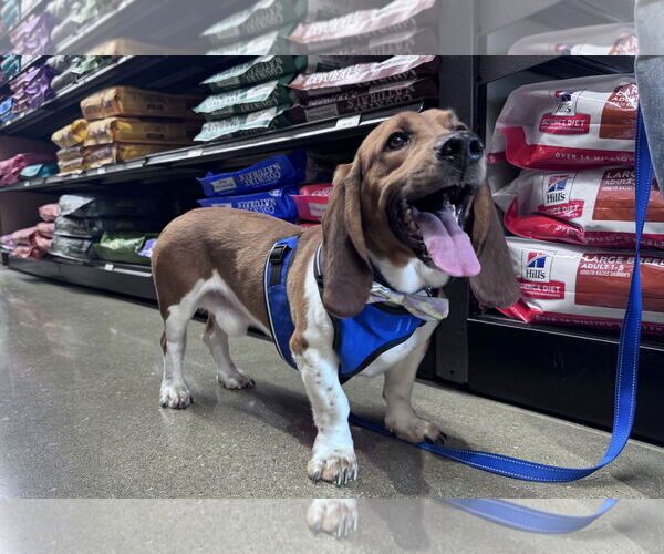 Medium Photo #4 Mutt Puppy For Sale in Brookville, OH, USA