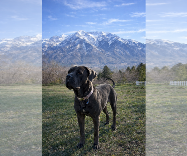 Medium Photo #2 Mutt Puppy For Sale in MIDWAY, UT, USA